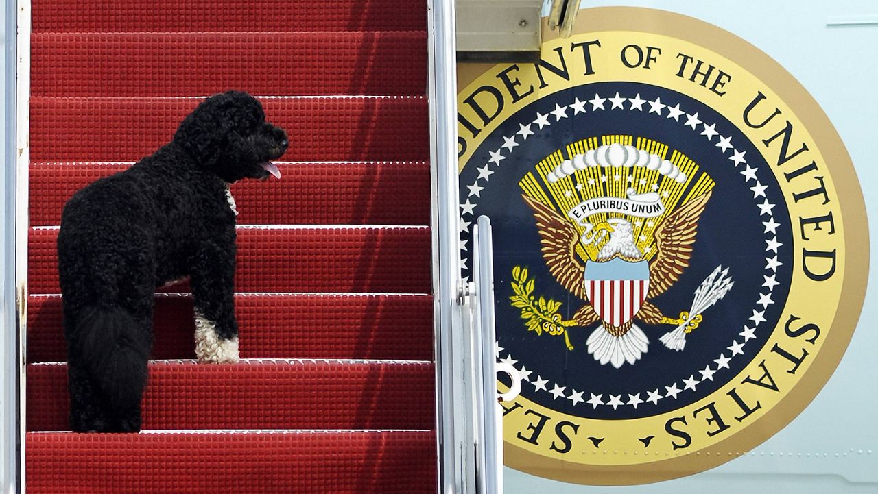 This Aug. 4, 2010 file photo shows presidential pet Bo climbing the stairs of Air Force One at Andrews Air Force Base, Md. for a flight to Chicago with President Barack Obama. (AP Photo/Cliff Owen, File)