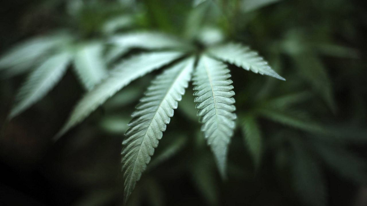 Marijuana grows at an indoor cannabis farm in Gardena, Calif. (AP Photo/Richard Vogel, File)