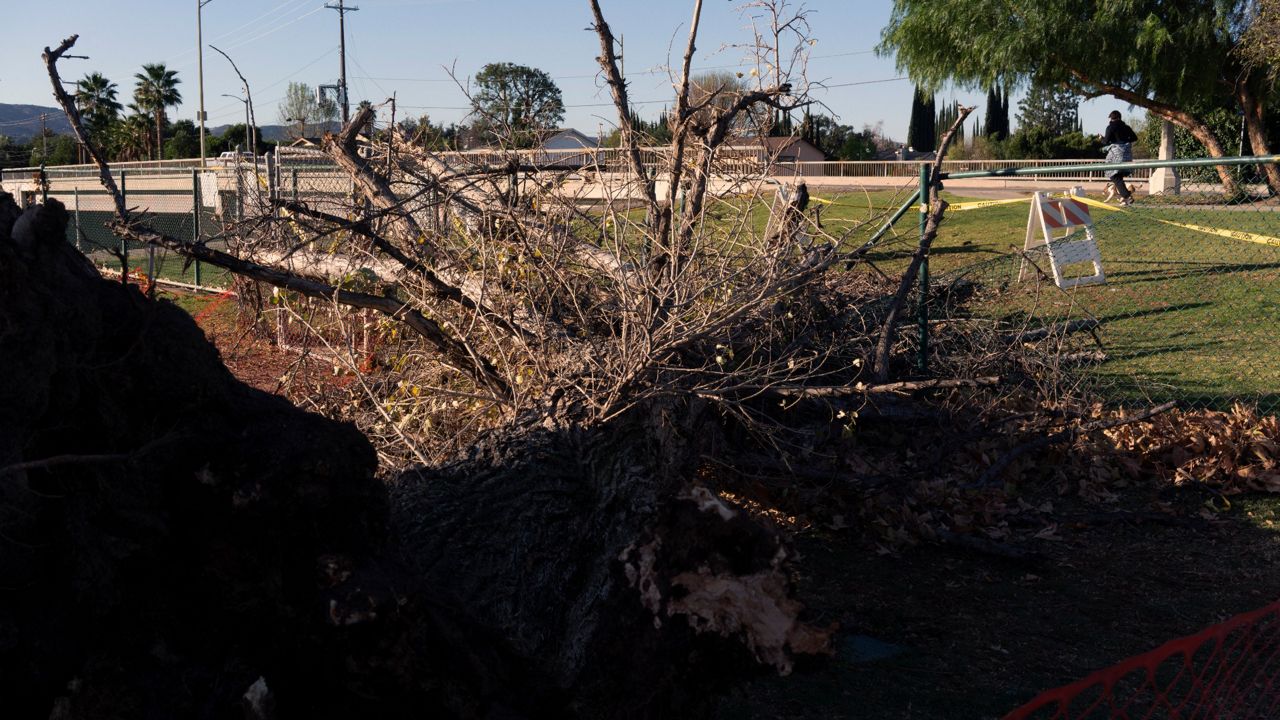 Wind damage