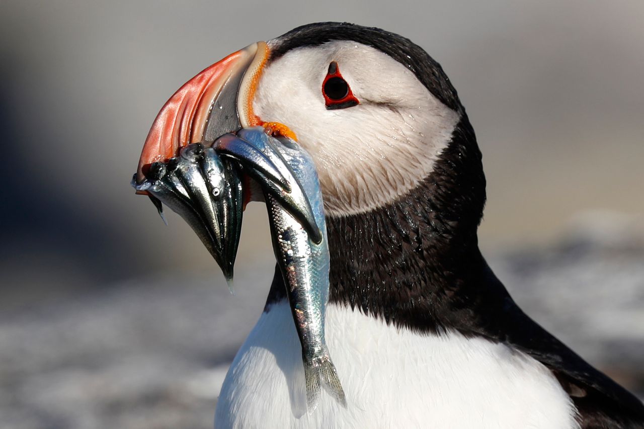 Maine's puffin colonies recovering in the face of climate change