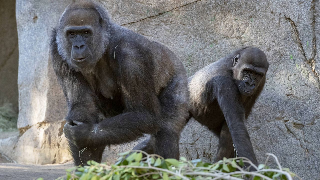 In this January 2021 photo provided by the San Diego Zoo, Leslie, a silverback gorilla, left, and a gorilla named Imani are seen in their enclosure at the San Diego Zoo Safari Park in Escondido, Calif. (Ken Bohn/San Diego Zoo Global via AP)