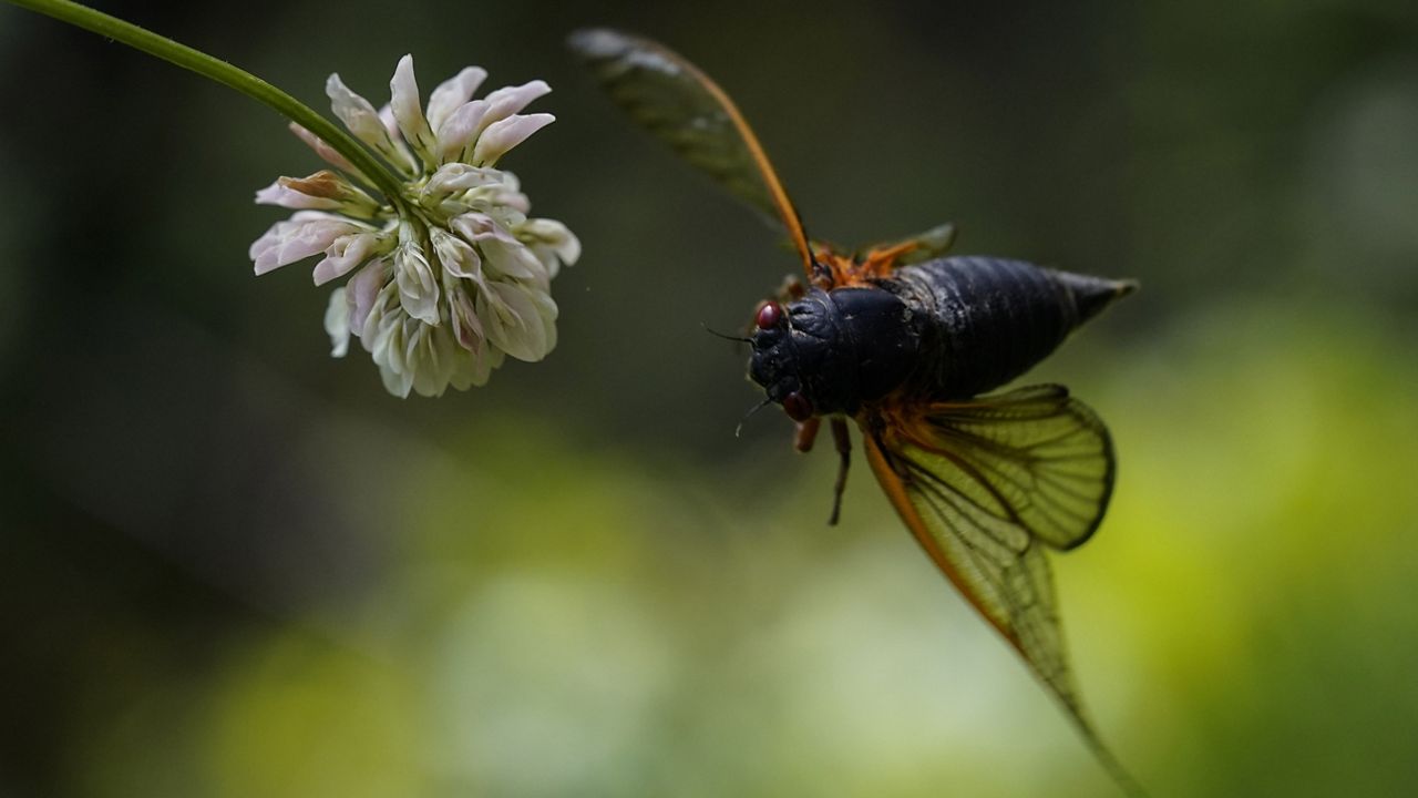 An adult cicada flies from a clover flower in Washington, Wednesday, May 12, 2021. (AP Photo/Carolyn Kaster)