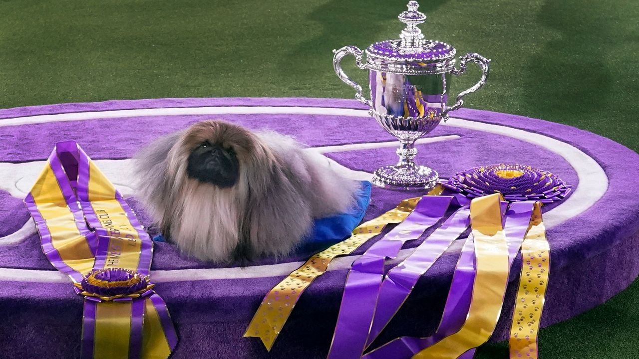 Westminster Dog Show postponed due to NYC COVID19 surge