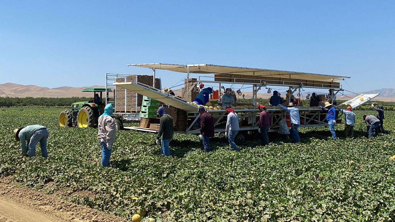 Farmworkers at Del Bosque Farms pick and pack melons on a mobile platform in Firebaugh, Calif., on Friday, July 9, 2021. (AP Photo/Terry Chea)