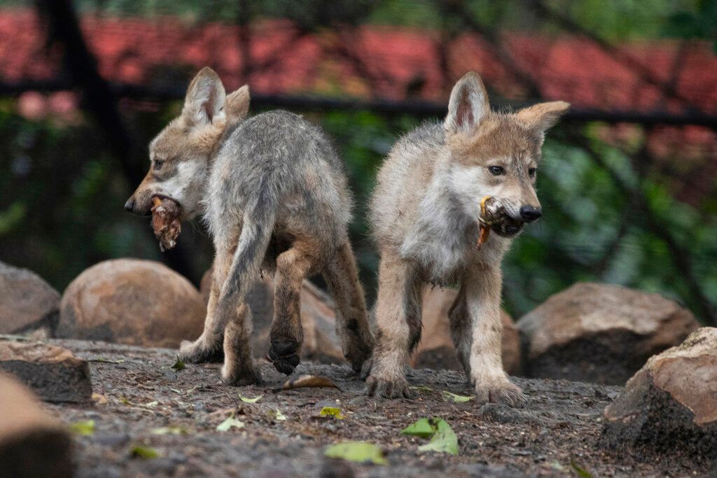 Nace camada de lobos en México; esperanza evitar extinción
