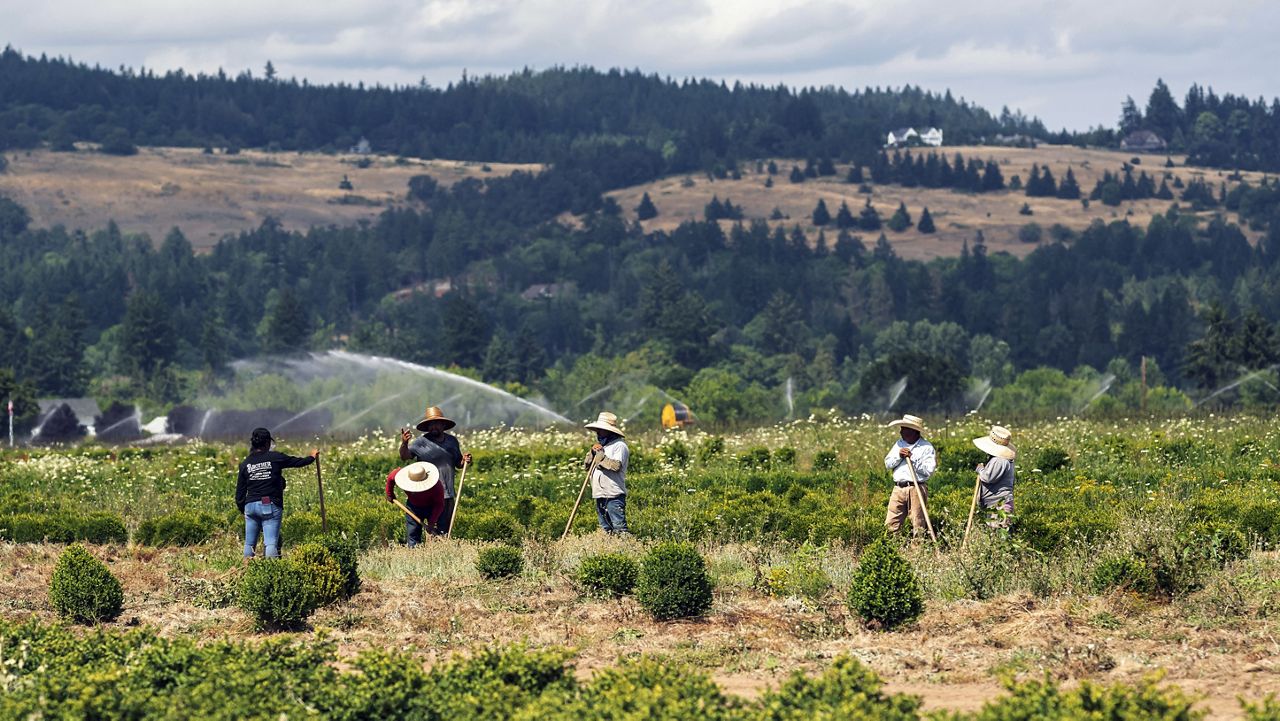 FILE - In this July 1, 2021 file photo, farmworkers till soil as a heat wave bakes the Pacific Northwest in record-high temperatures near St. Paul, Ore. (AP Photo/Nathan Howard, File)