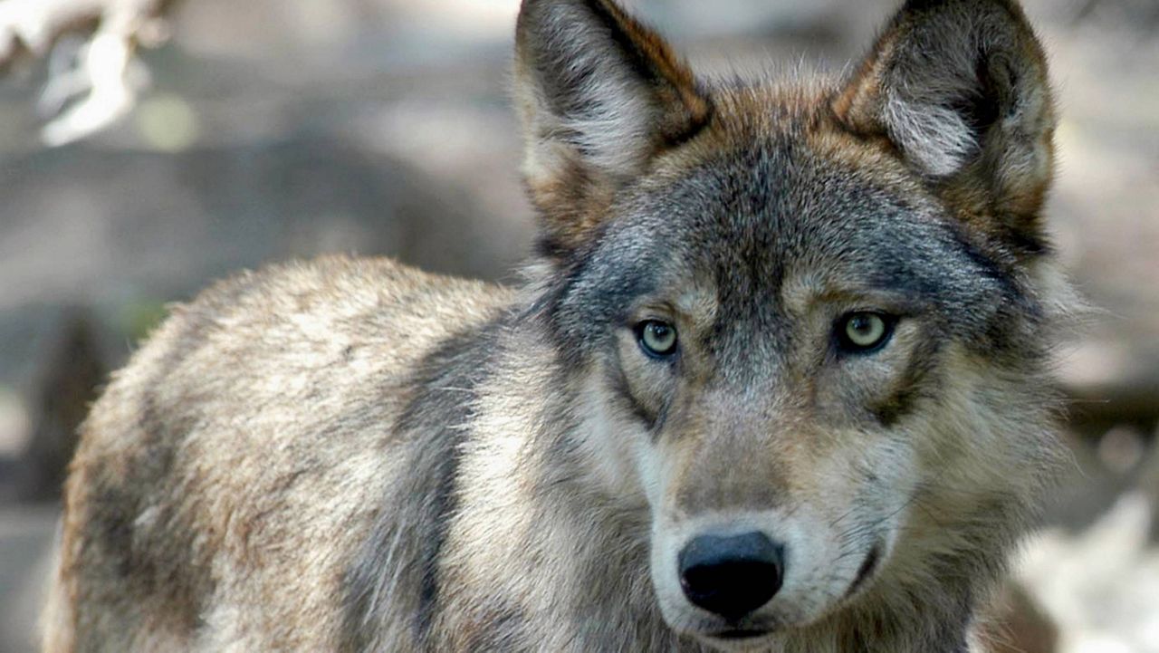 A gray wolf is seen at the Wildlife Science Center in Forest Lake, Minn. (AP Photo/Dawn Villella, File)