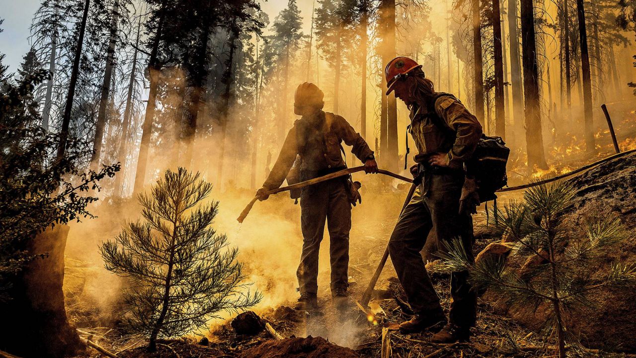 Firefighter Austin Cia sprays water as the Windy Fire burns in the Trail of 100 Giants grove in Sequoia National Forest, Calif., on Sunday, Sept. 19, 2021. (AP Photo/Noah Berger)