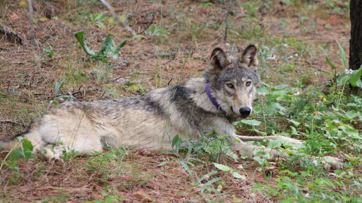 This February 2021 file photo released by California Department of Fish and Wildlife, shows a gray wolf (OR-93), near Yosemite, Calif., shared by the state's Department of Fish and Wildlife. (California Department of Fish and Wildlife via AP, File)