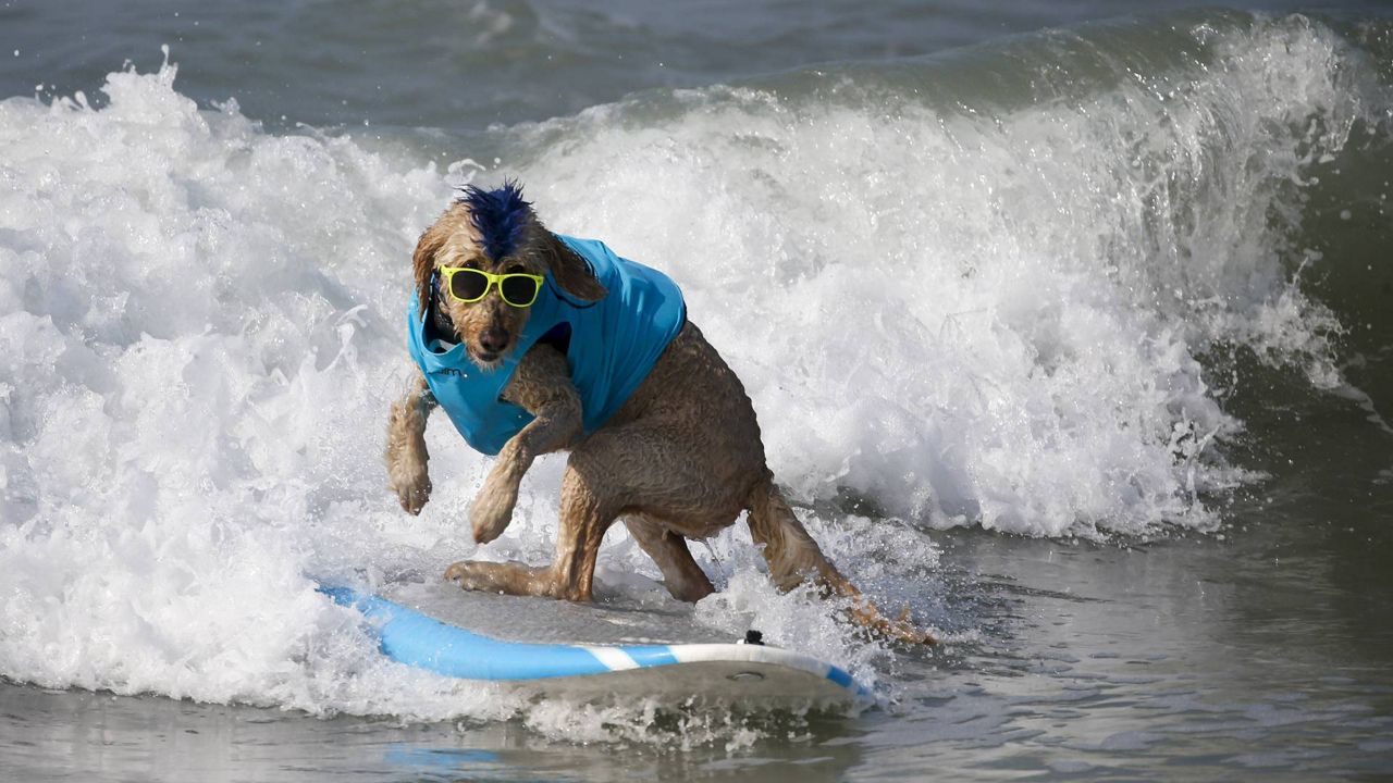 A dog competes in the annual Surf City Surf Dog event, at Dog Beach in Huntington Beach, Calif. on Sept. 25, 2021. (AP Photo/Ringo H.W. Chiu)