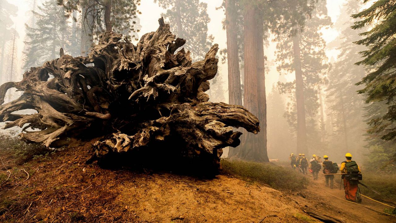 In this Sept. 19, 2021, file photo, firefighters battle the Windy Fire as it burns in the Trail of 100 Giants grove of Sequoia National Forest, Calif. (AP Photo/Noah Berger)