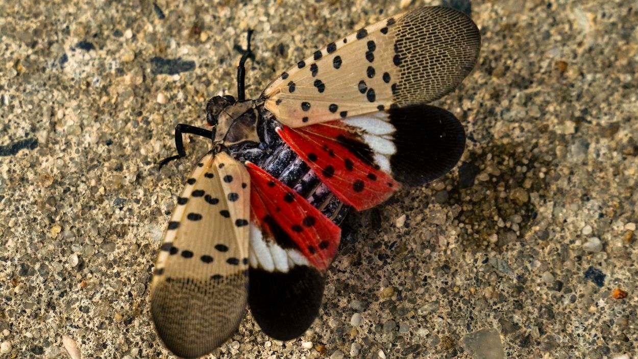 Entomologist says to stay alert to spotted lanternflies