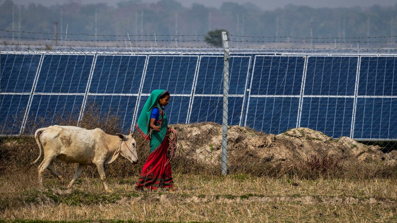 A Karbi tribal woman whose agriculture land had been transferred to build a solar power plant grazes her cow near the plant in Mikir Bamuni village, in the northeastern Indian state of Assam, on Feb. 18. (AP Photo/Anupam Nath, File)