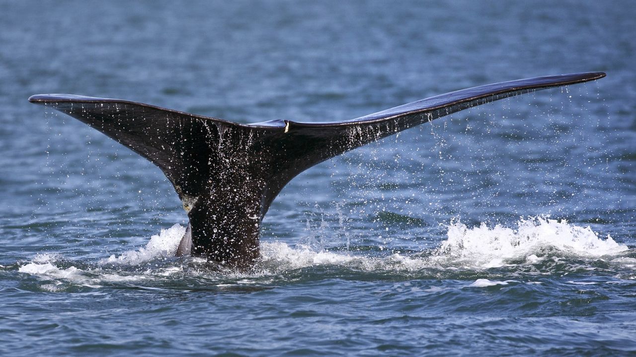 FILE - A North Atlantic right whale appears at the surface on March 28, 2018, off the coast of Plymouth, Mass. Federal regulators who want to enforce new vessel speed rules to help protect rare whales can expect some pushback from ship operators. The National Oceanic and Atmospheric Administration's National Marine Fisheries Service is holding a series of informational meetings on the new rules, including one scheduled for Tuesday, Aug. 16, 2022. (AP Photo/Michael Dwyer, File)