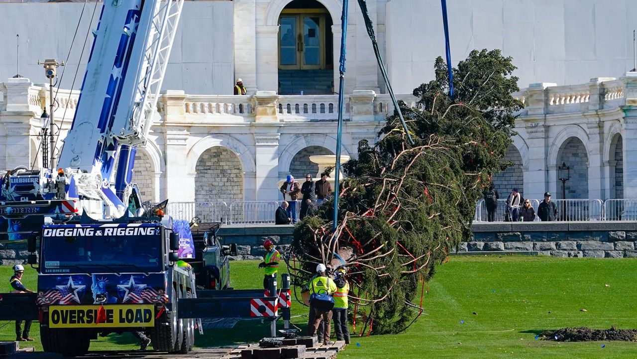 Workers direct the Capitol Hill Christmas Tree being lifted by a crane to its spot on Capitol Hill in Washington, Friday, Nov. 18, 2022. (AP Photo/Mariam Zuhaib)