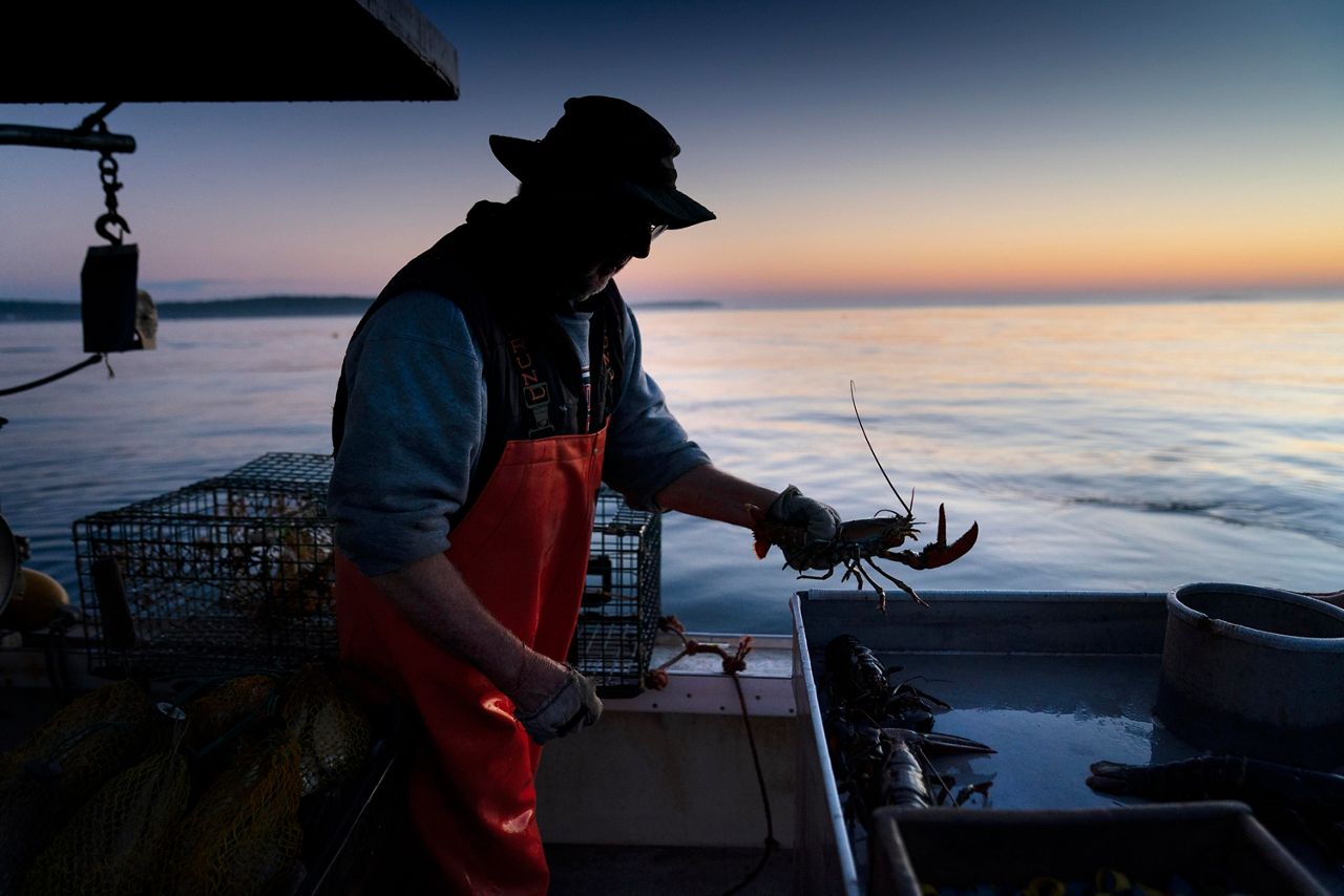 FILE - Max Oliver moves a lobster to the banding table aboard his boat while fishing off Spruce Head, Maine, on Aug. 31, 2021. (AP Photo/Robert F. Bukaty, File)