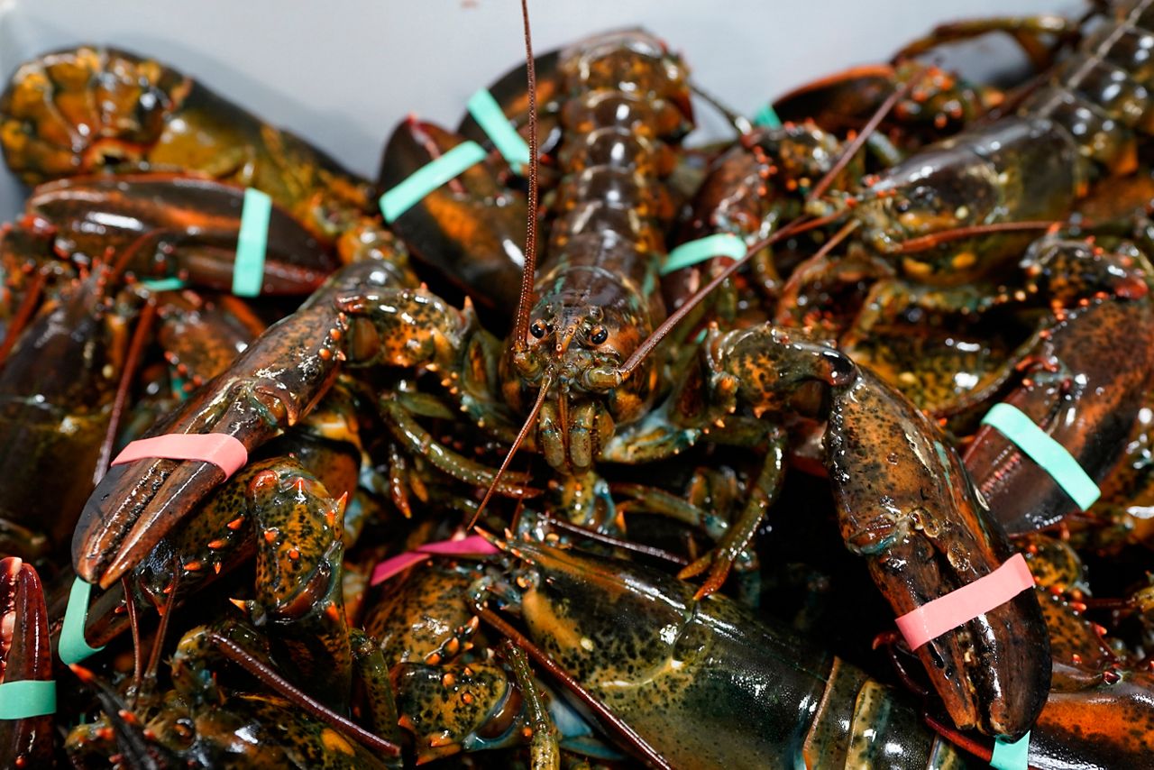 A large shipment of lobsters look at the camera (AP Photo)