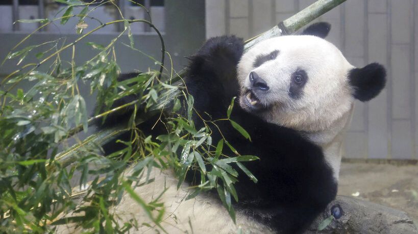 Giant panda Xiang Xiang is seen at a cage during her last viewing day at Ueno Zoo, before she returns to China for good, Sunday, Feb. 19, 2023 in Tokyo, Japan. Xiang Xiang, who was born six years ago, is the first giant panda to be born and raised naturally at the zoo and is being sent back to China for breeding purposes. (Masanori Takei/Kyodo News via AP)