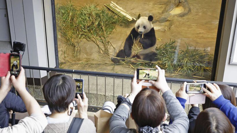 Visitors hold up smartphone to film Giant panda Xiang Xiang seen at a cage during her last viewing day at Ueno Zoo, before she returns to China for good, Sunday, Feb. 19, 2023 in Tokyo, Japan. Xiang Xiang, who was born six years ago, is the first giant panda to be born and raised naturally at the zoo and is being sent back to China for breeding purposes. (Masanori Takei/Kyodo News via AP)