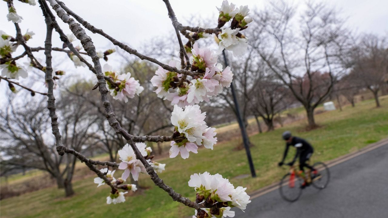 Cherry blossoms are visible along Hains Point in Washington, Monday, Feb. 27, 2023. (AP Photo/Andrew Harnik)