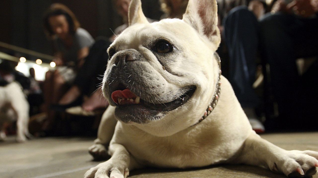 Lola, a French bulldog, lies on the floor prior to the start of a St. Francis Day service at the Cathedral of St. John the Divine, Oct. 7, 2007, in New York. (AP Photo/Tina Fineberg)