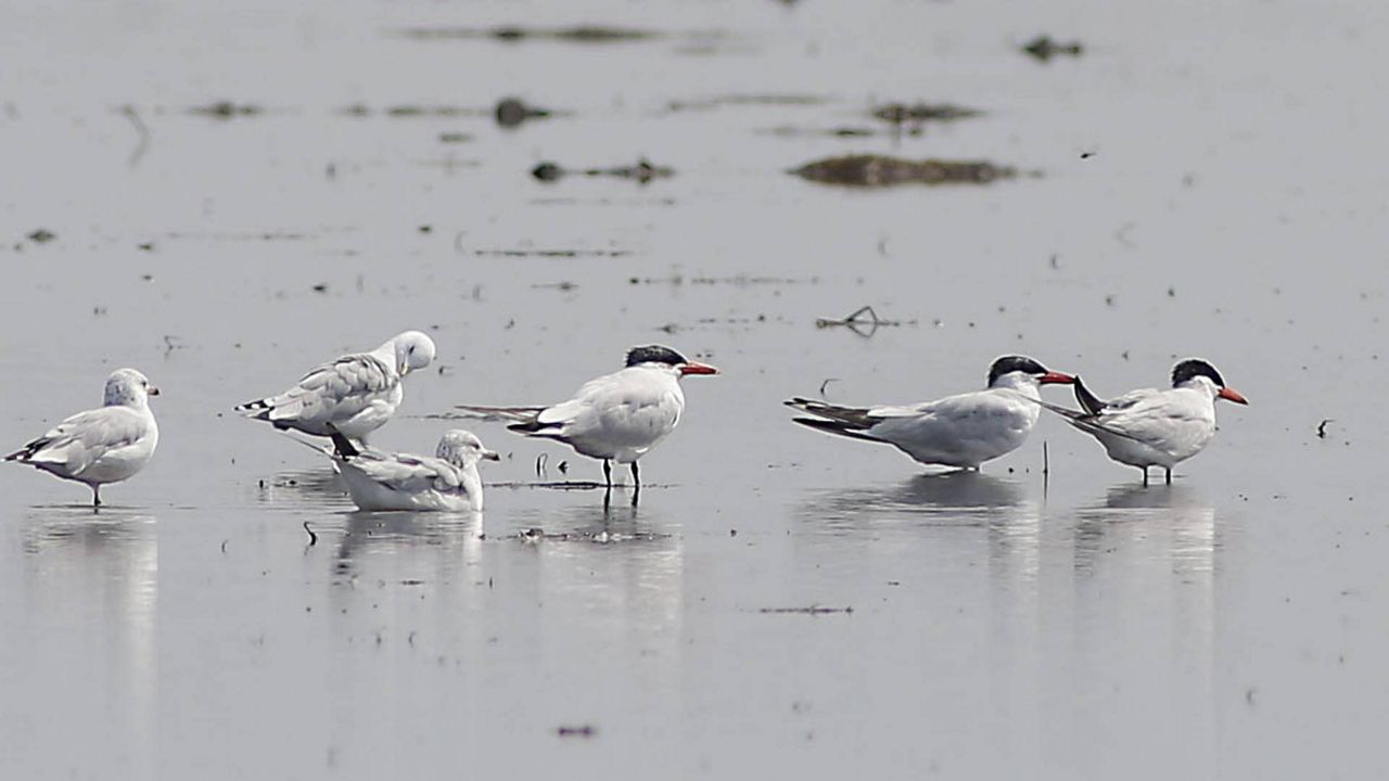 In this photo taken Sept. 9, 2014, Ring-billed Gulls, three on the left, and Caspian Terns, right, are seen in a rice field near Knights Landing, Calif. (AP Photo/Rich Pedroncelli)