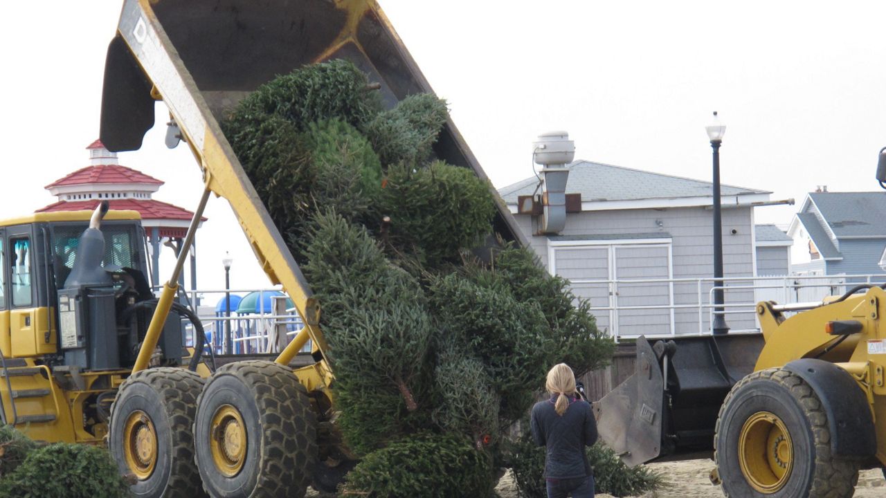 Christmas trees are dropped off for recycling in this file image. (Associated Press)