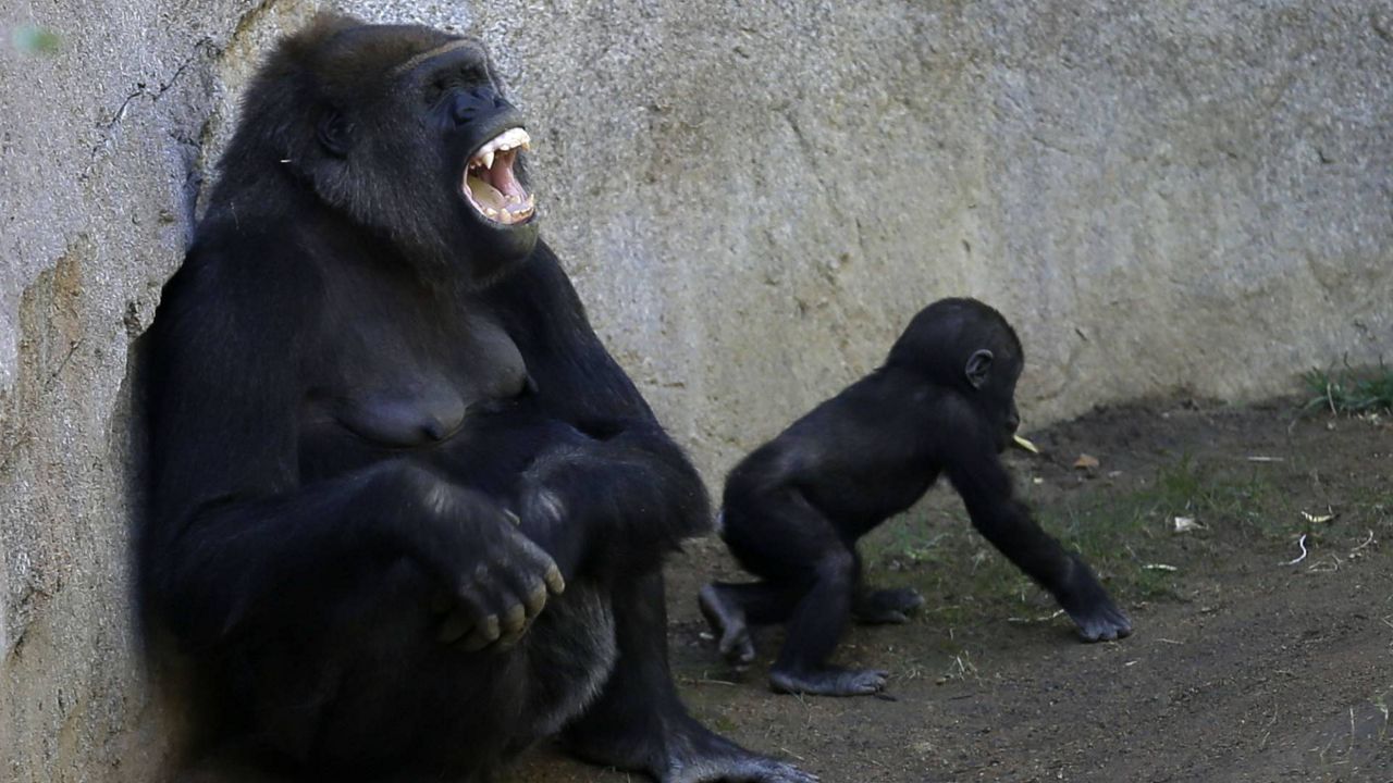 Mother gorilla Imani gestures as her daughter Joanne sits close by at the San Diego Zoo Safari Park, Jan. 27, 2015, in Escondido, Calif. (AP Photo/Gregory Bull)