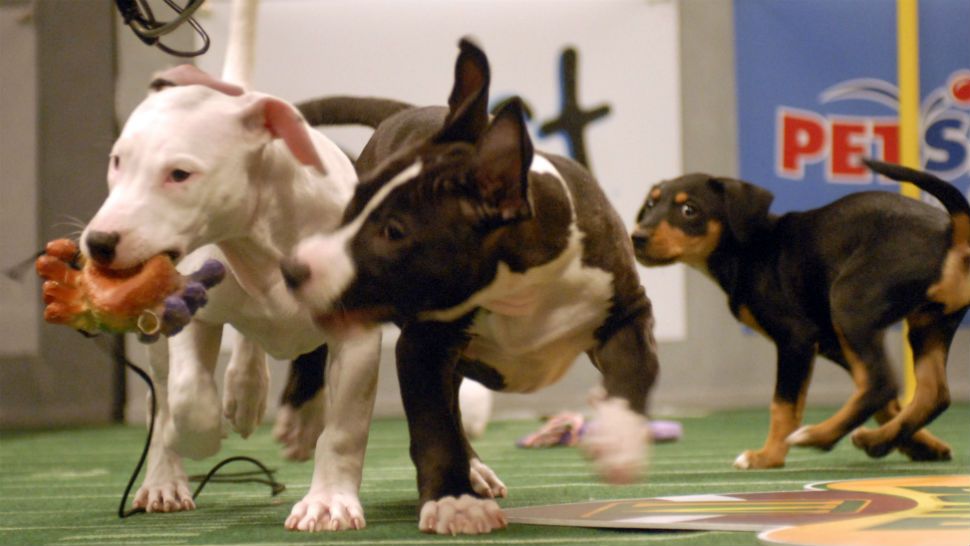 Puppies play during the Animal Planet's Puppy Bowl in Silver Spring , MD on Tuesday Oct. 16, 2007. Puppy Bowl IV will premiere on Animal Planet on Feb. 3 features puppies from Petfinder partner shelters. (AP Photo/Stephen J Boitano.)