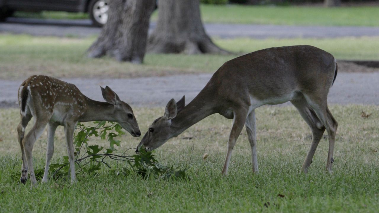 FILE - A white-tail doe and her fawn graze on felled oak branches Monday, Aug. 3, 2009, in West Lake Hills, Texas. (AP Photo/Harry Cabluck)