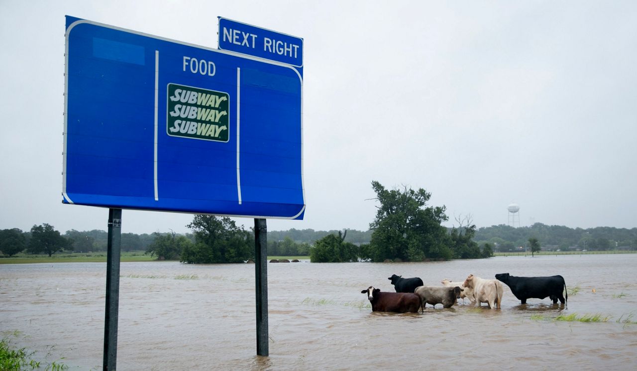 VIDEO Cattle move to 'higher ground’ following Tropical Storm Harvey