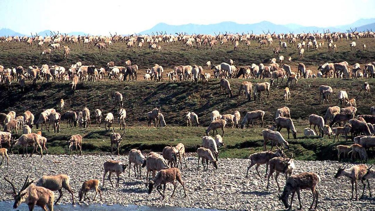 FILE - In this undated file photo provided by the U.S. Fish and Wildlife Service, caribou from the Porcupine Caribou Herd migrate onto the coastal plain of the Arctic National Wildlife Refuge in northeast Alaska. (U.S. Fish and Wildlife Service via AP, File)