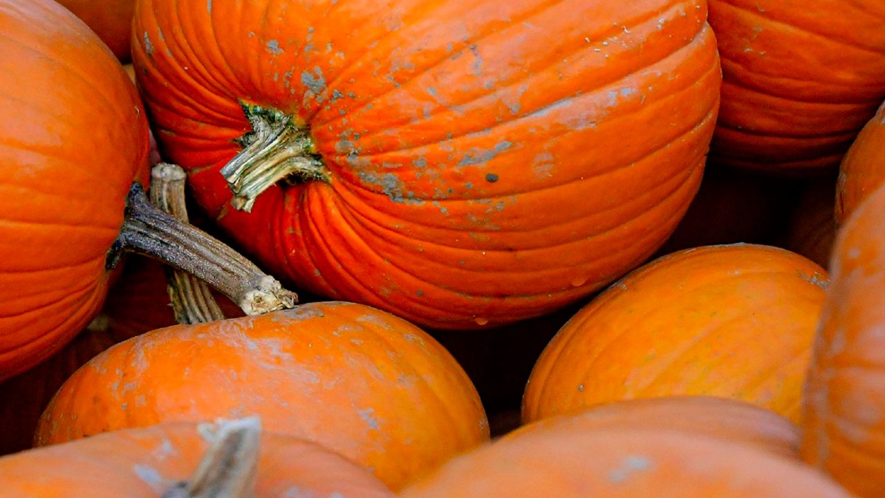 a bunch of pumpkins 