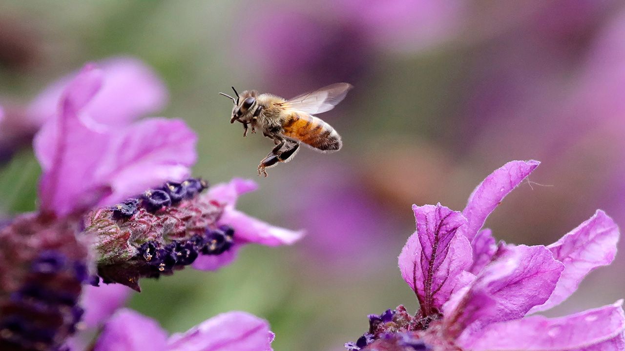 Honey bee pollinating a flower