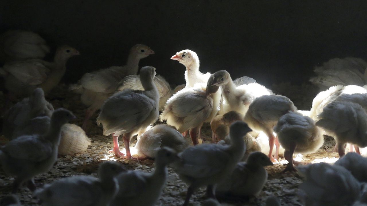 FILE - A flock of young turkeys stand in a barn at the Moline family turkey farm after the Mason, Iowa farm was restocked on Aug. 10, 2015. (AP Photo/Charlie Neibergall, File)