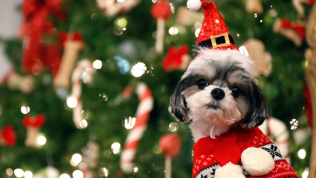 pet holiday safety