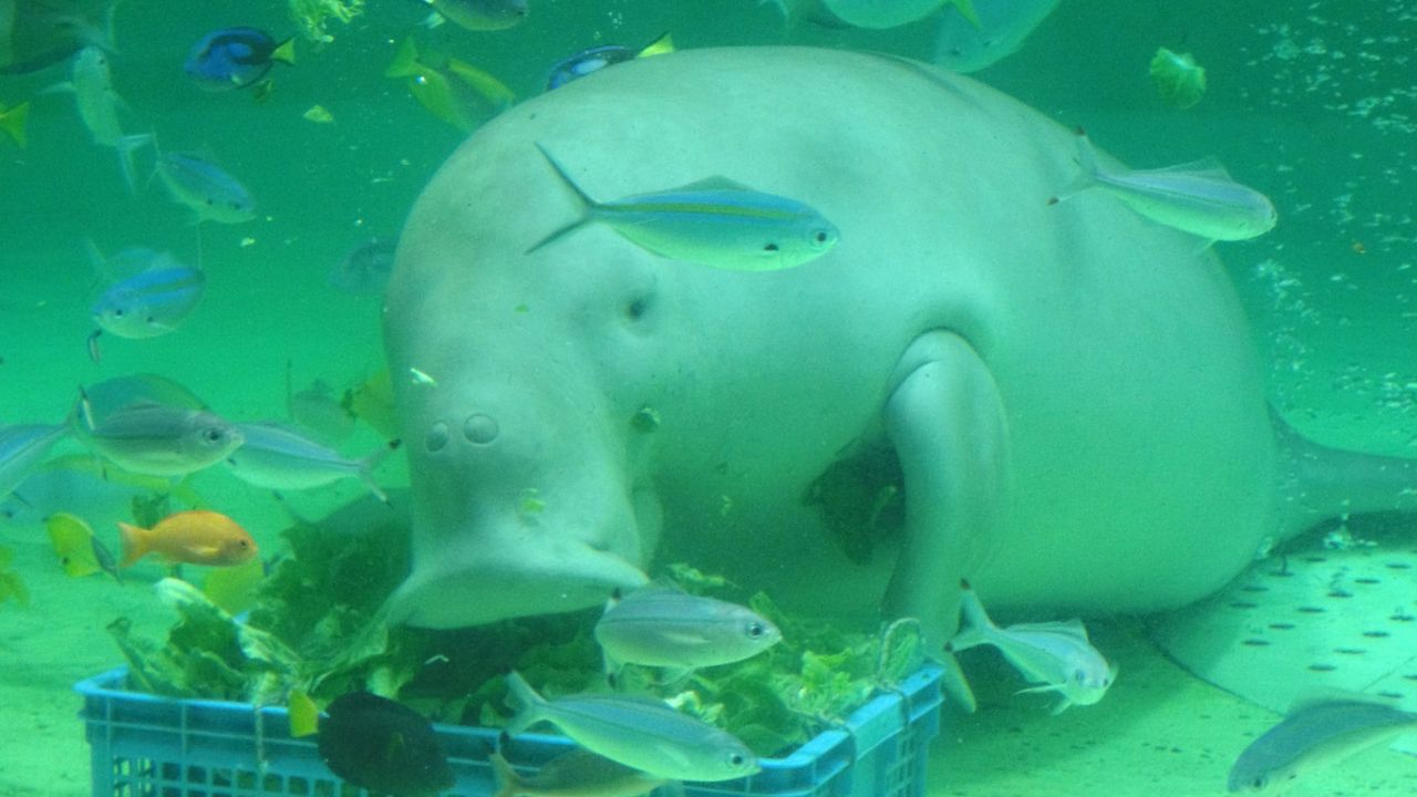 This Sept. 5, 2012 photo shows Serena, a dugong at the Toba Aquarium in Toba, Japan. (AP Photo/Linda Lombardi)