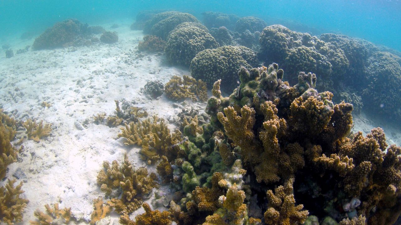 Nature Conservancy buys insurance for vulnerable coral reefs in Hawaii, Philanthropy news