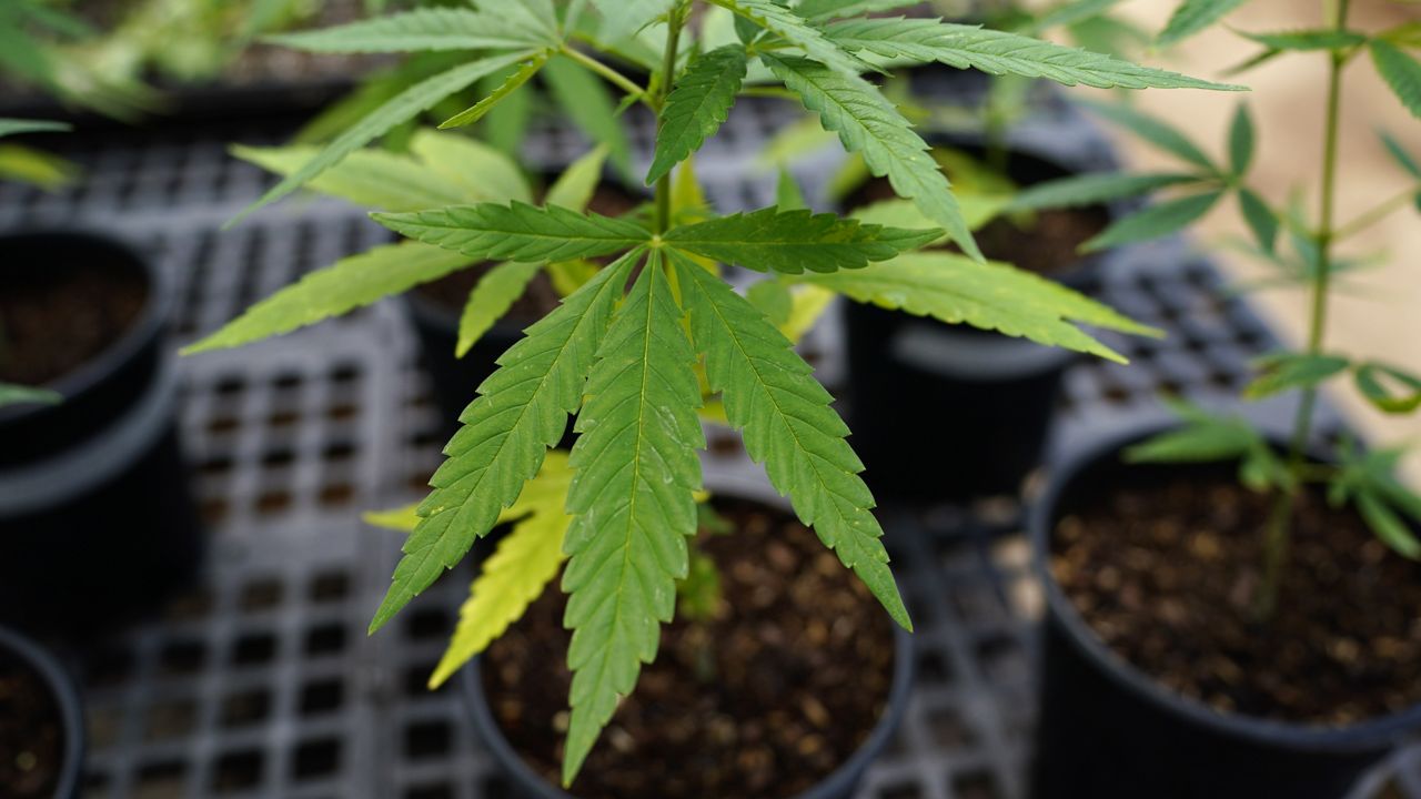 FILE: Hemp plants being used for research are seen at Pocono Organics farm Friday, June 25, 2021, in Long Pond, Pa. (AP Photo/Matt Slocum)