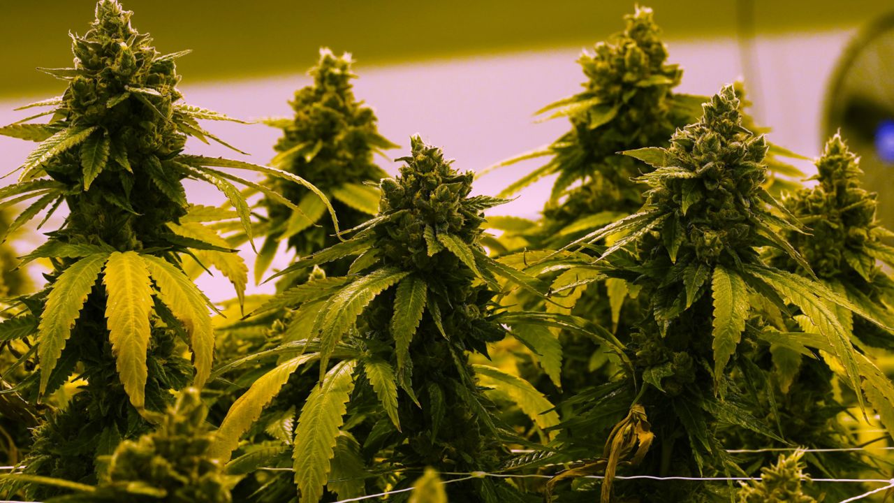 An image of marijuana buds. (AP)