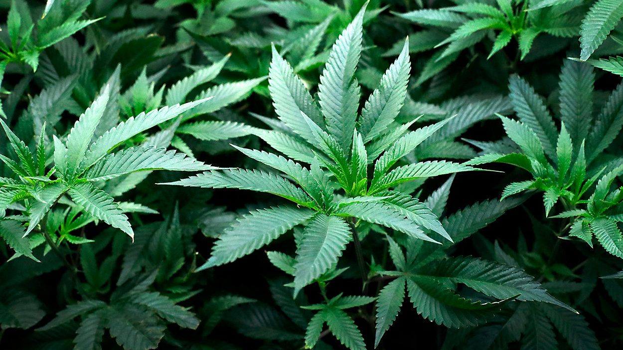 Bills to legalize medical marijuana failed to move in Frankfort this year. 