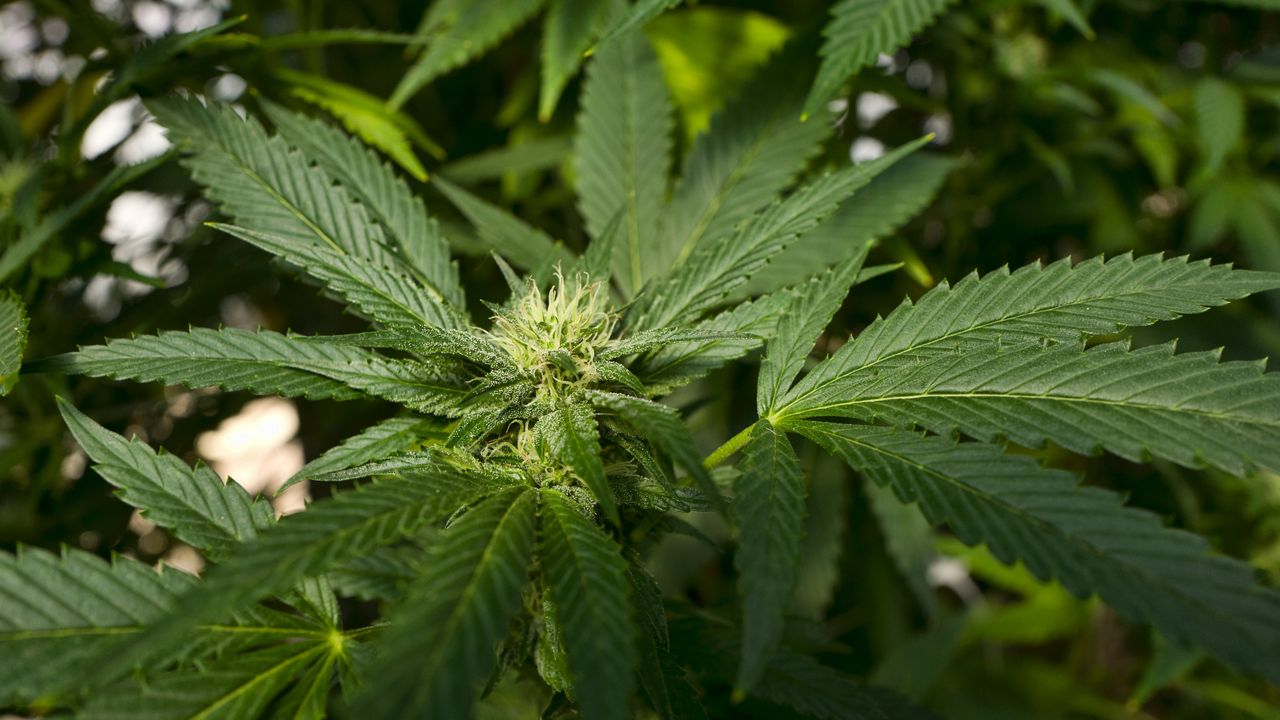 North Carolina is considering legalizing medical marijuana. Legislators are also expected to permanently legalize industrial hemp and CBD.