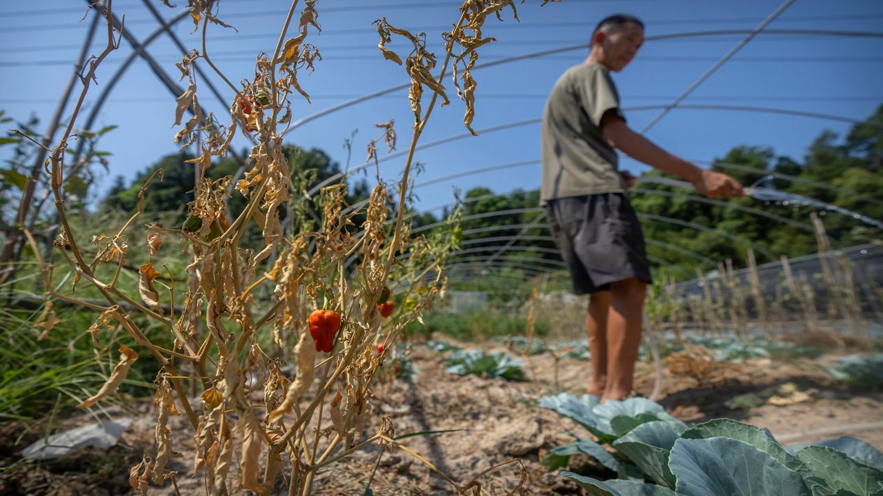 Gan Bingdong uses a hose to water plants near a dying chili pepper plant at his farm in Longquan village in southwestern China's Chongqing Municipality, Saturday, Aug. 20, 2022. (AP Photo/Mark Schiefelbein)