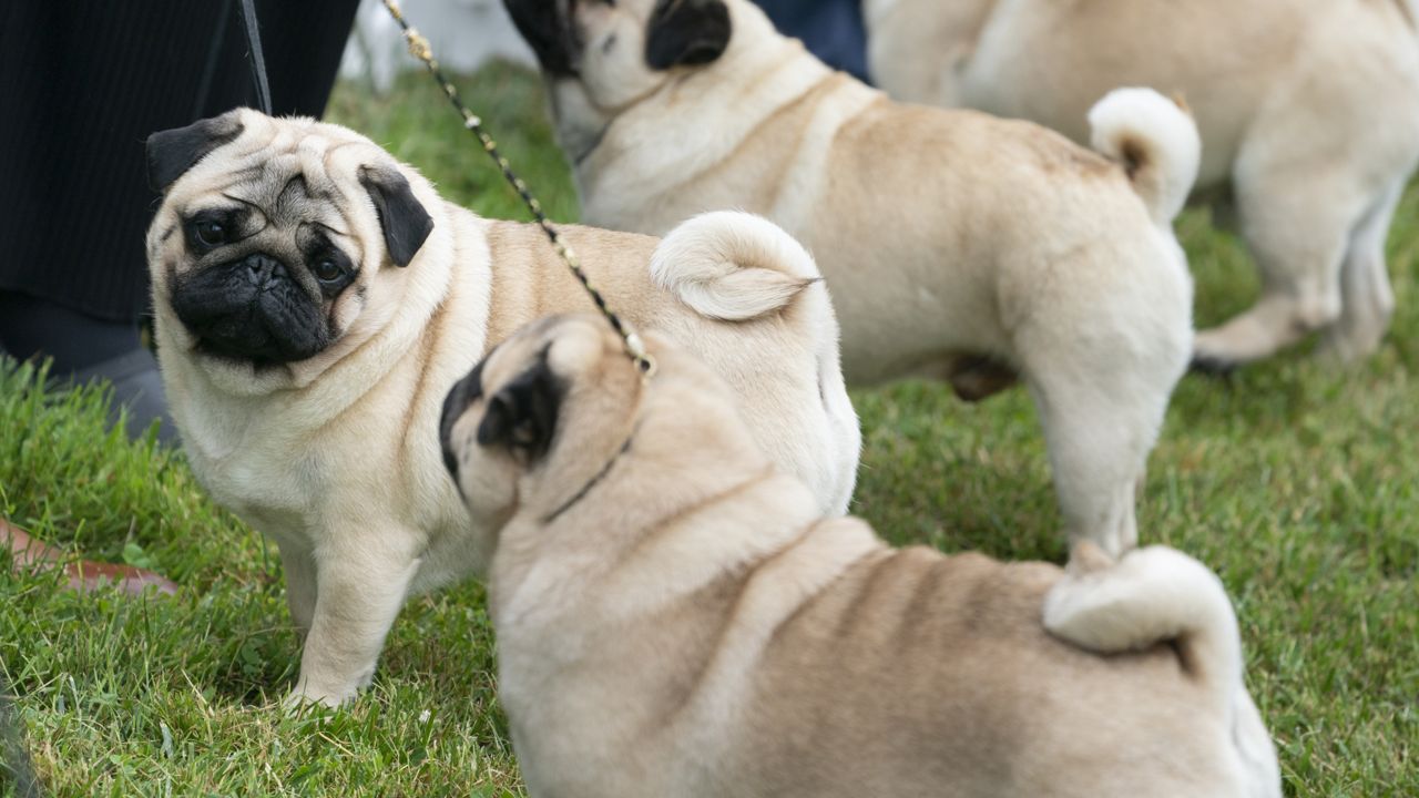 Study: Due to health issues, pugs are not a ‘typical dog’