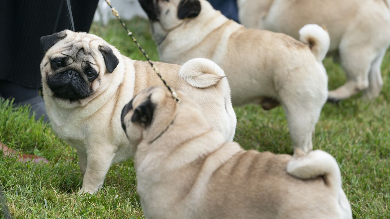 Long nosed best sale pug breeder