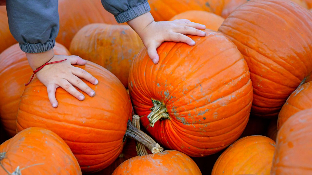 Halloween pumpkins (AP Photo/Andreea Alexandru)
