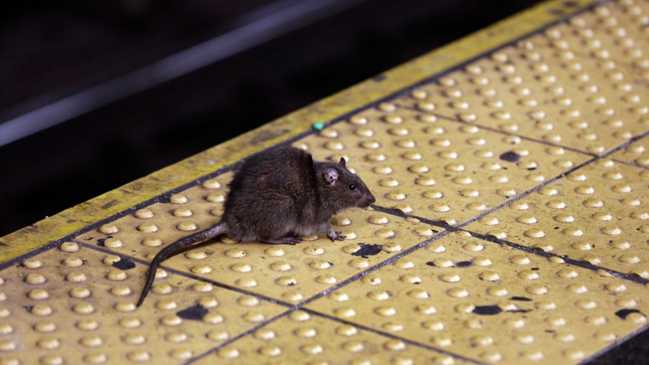 A rat crosses a Times Square subway platform in New York on Jan. 27, 2015. 