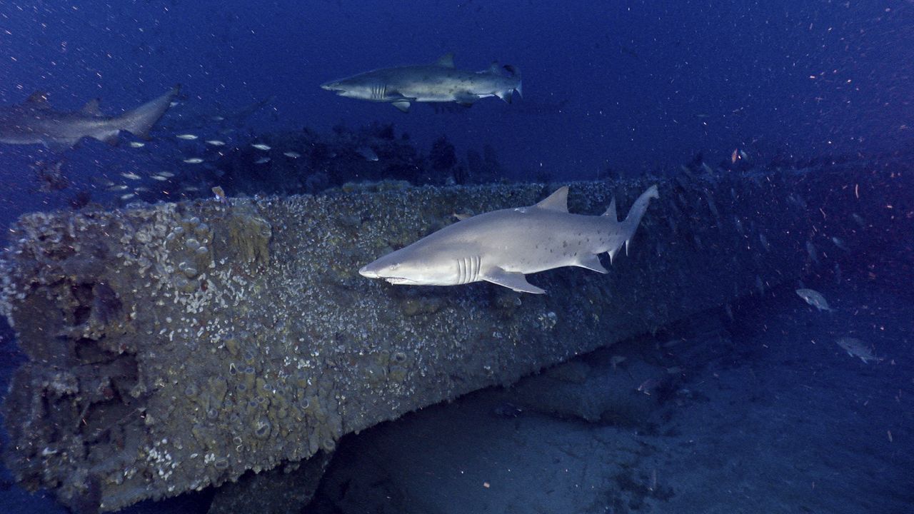 In this May 2022 image provided by NOAA, sand tiger sharks swim next to the USS Monitor's armor belt, 16 miles off North Carolina. (NOAA via AP)