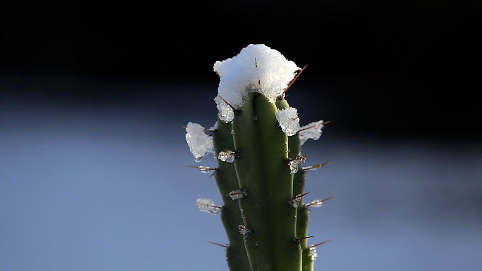 A bit of snow sits on top of a cactus. (Associated Press)