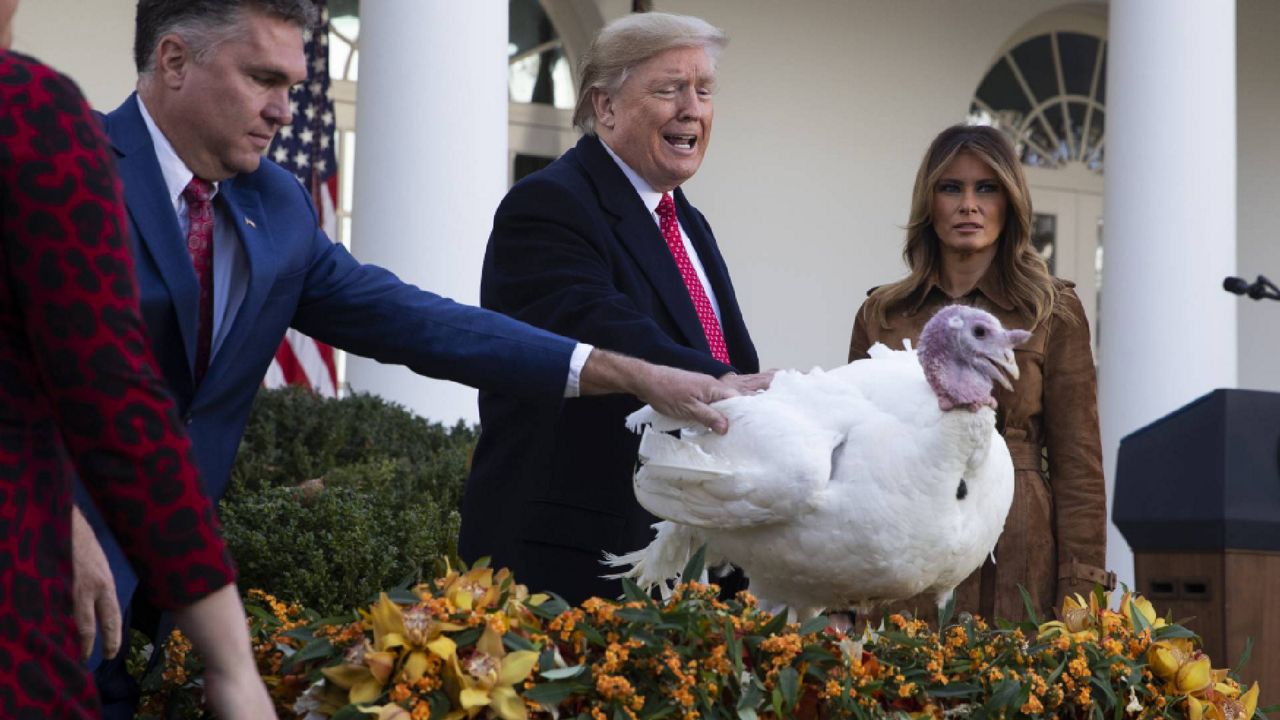 President Donald Trump pardons the national Thanksgiving turkey in 2019. (AP Photo/ Evan Vucci)